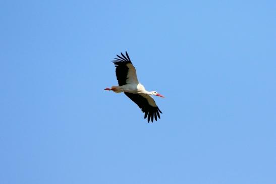 Weißstorch Bingenheimer Ried Wetterau 2016