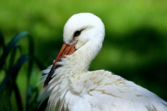 Weißstorch Nachzuchten einjährig Opel Zoo Kronberg 2017