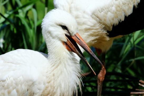 Weißstorch Nachzuchten einjährig Opel Zoo Kronberg 2017