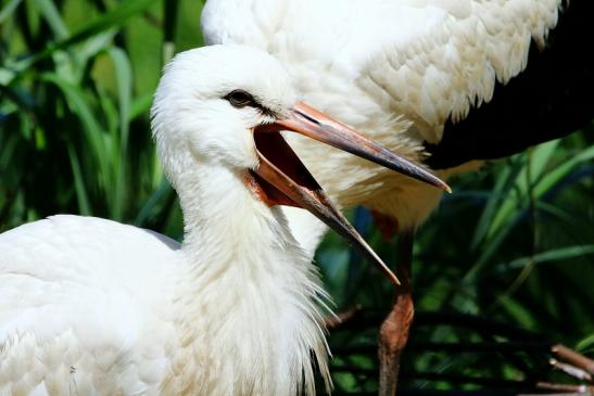 Weißstorch Nachzuchten einjährig Opel Zoo Kronberg 2017