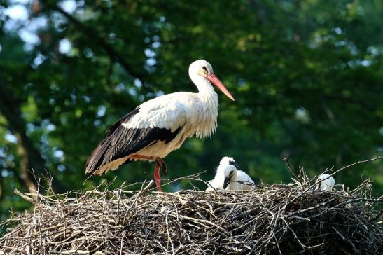 Weißstorch Altes Nest Wildpark Alte Fasanerie Klein Auheim 2021