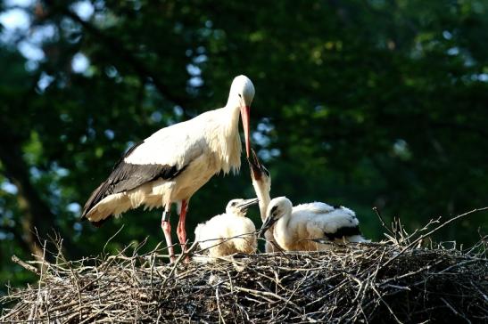 Weißstorch Altes Nest Wildpark Alte Fasanerie Klein Auheim 2021