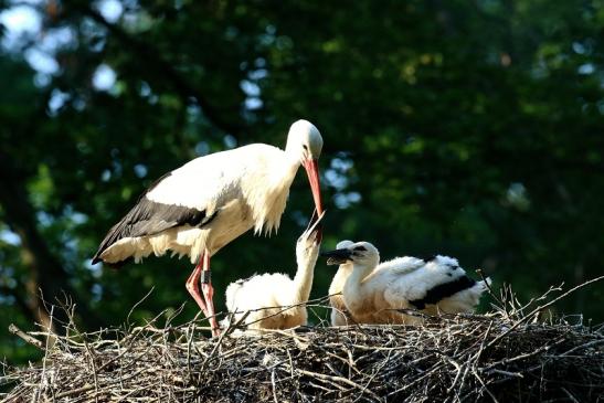 Weißstorch Altes Nest Wildpark Alte Fasanerie Klein Auheim 2021