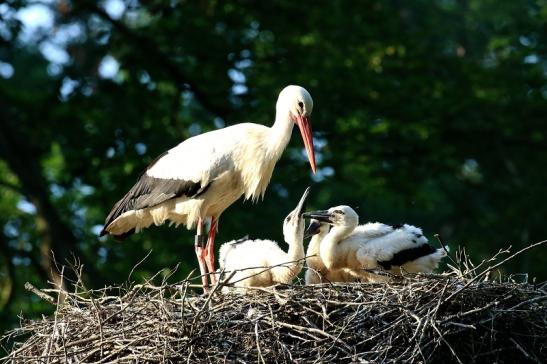 Weißstorch Altes Nest Wildpark Alte Fasanerie Klein Auheim 2021