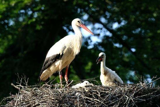 Weißstorch Altes Nest Wildpark Alte Fasanerie Klein Auheim 2021