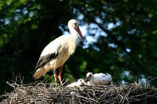 Weißstorch Altes Nest Wildpark Alte Fasanerie Klein Auheim 2021