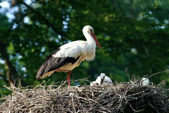 Weißstorch Altes Nest Wildpark Alte Fasanerie Klein Auheim 2021