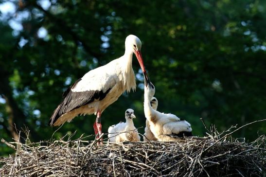 Weißstorch Altes Nest Wildpark Alte Fasanerie Klein Auheim 2021