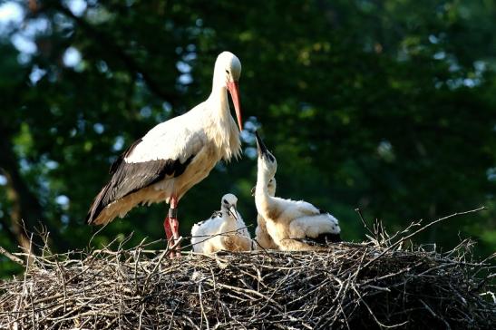 Weißstorch Altes Nest Wildpark Alte Fasanerie Klein Auheim 2021