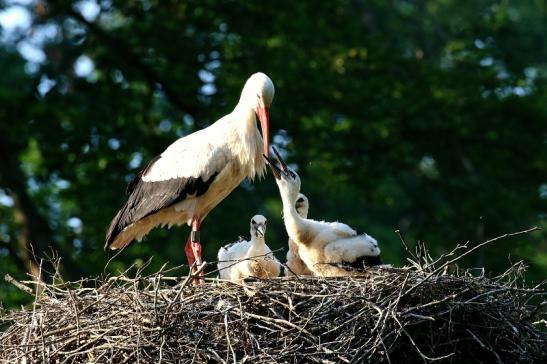 Weißstorch Altes Nest Wildpark Alte Fasanerie Klein Auheim 2021