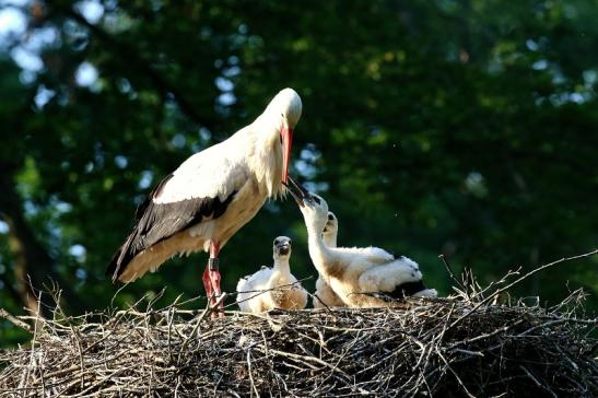 Weißstorch Altes Nest Wildpark Alte Fasanerie Klein Auheim 2021