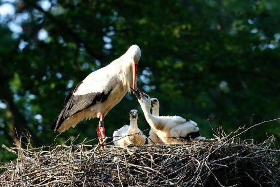 Weißstorch Altes Nest Wildpark Alte Fasanerie Klein Auheim 2021