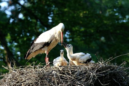 Weißstorch Altes Nest Wildpark Alte Fasanerie Klein Auheim 2021