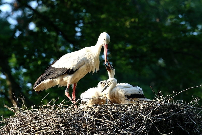 Weißstorch Altes Nest Wildpark Alte Fasanerie Klein Auheim 2021