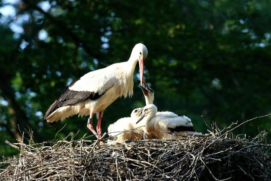 Weißstorch Altes Nest Wildpark Alte Fasanerie Klein Auheim 2021