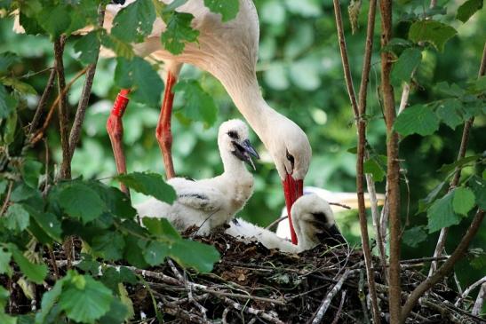 Weißstorch mit Nachwuchs Zoo Vivarium Darmstadt 2014