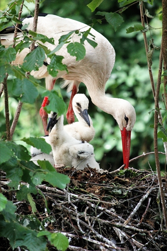 Weißstorch mit Nachwuchs Zoo Vivarium Darmstadt 2014