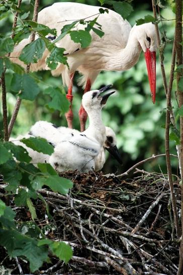 Weißstorch mit Nachwuchs Zoo Vivarium Darmstadt 2014