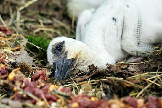 Weißstorch Nachwuchs im Nest Zoo Vivarium Darmstadt 2014