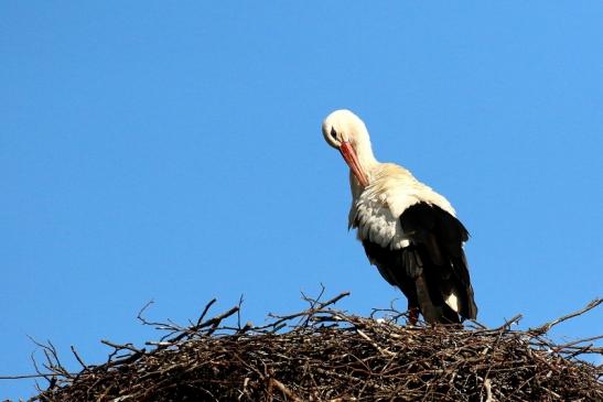 Weißstorch Neues Nest Wildpark Alte Fasanerie Klein Auheim 2021