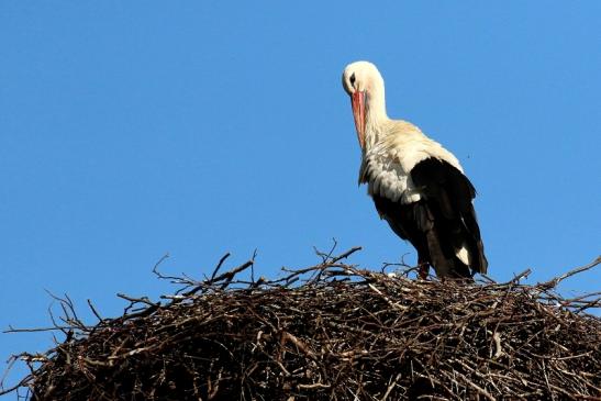 Weißstorch Neues Nest Wildpark Alte Fasanerie Klein Auheim 2021