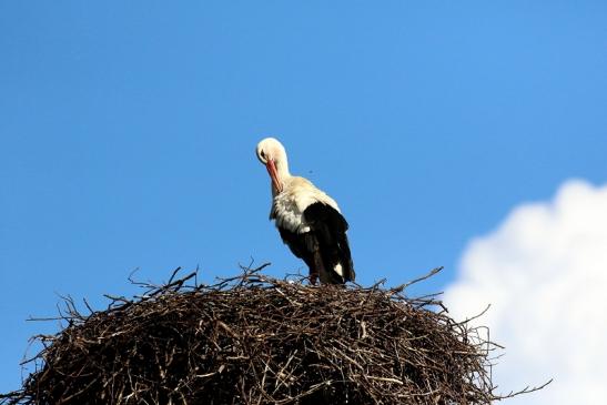 Weißstorch Neues Nest Wildpark Alte Fasanerie Klein Auheim 2021