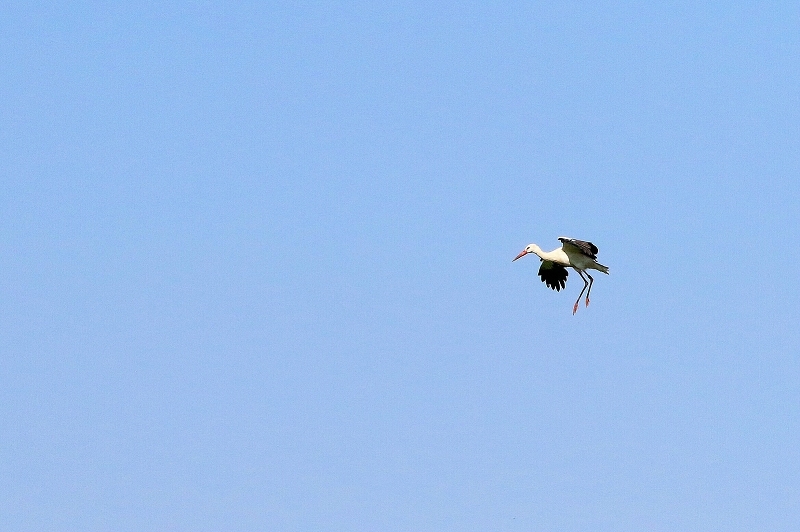 Weißstorch Bingenheimer Ried Wetterau 2016