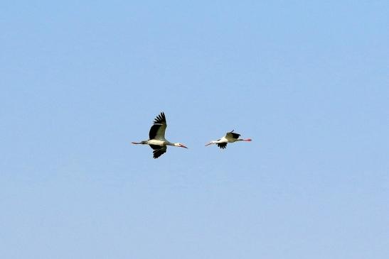 Weißstorch Bingenheimer Ried Wetterau 2016