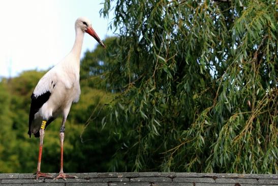 Weißstorch Opel Zoo Kronberg 2015