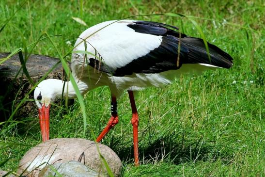 Weißstorch Opel Zoo Kronberg 2017