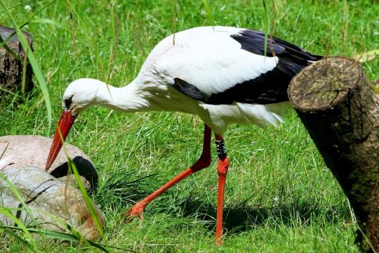 Weißstorch Opel Zoo Kronberg 2017