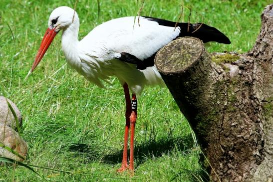 Weißstorch Opel Zoo Kronberg 2017