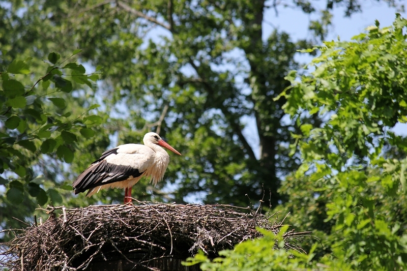 Weißstorch Wildpark Alte Fasanerie Klein Auheim 2013