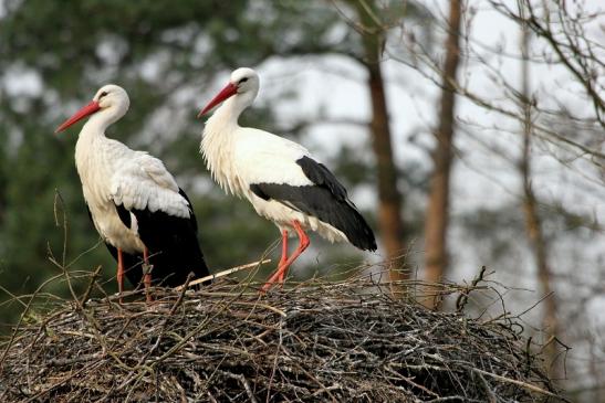 Weißstorch Wildpark Alte Fasanerie Klein Auheim 2014