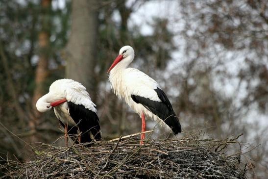 Weißstorch Wildpark Alte Fasanerie Klein Auheim 2014