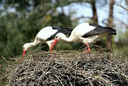 Weißstorch Wildpark Alte Fasanerie Klein Auheim 2014