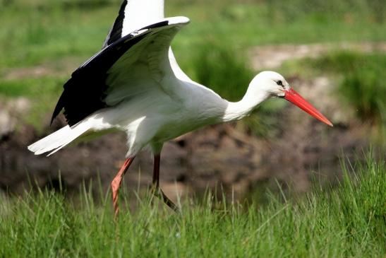 Weißstorch Wildpark Alte Fasanerie Klein Auheim 2014