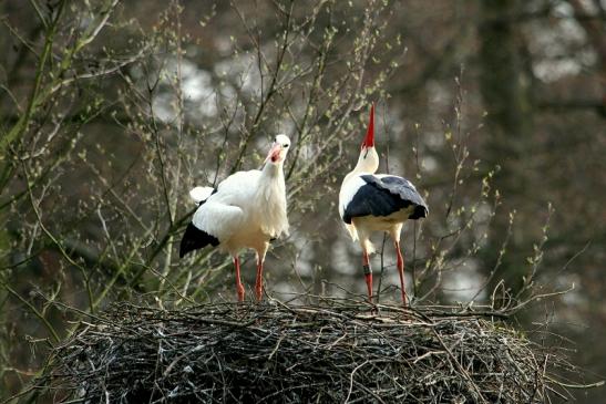 Weißstorch Wildpark Alte Fasanerie Klein Auheim 2014