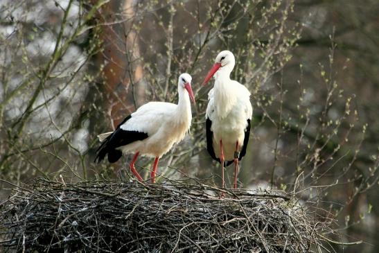 Weißstorch Wildpark Alte Fasanerie Klein Auheim 2014