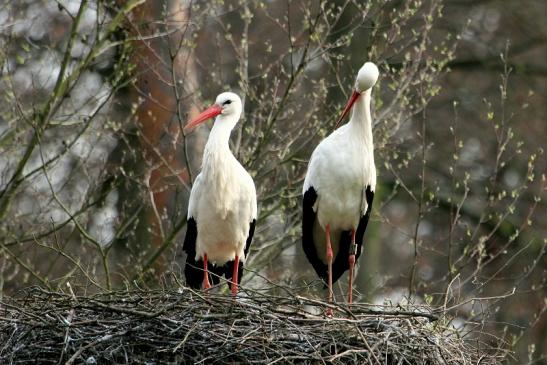 Weißstorch Wildpark Alte Fasanerie Klein Auheim 2014