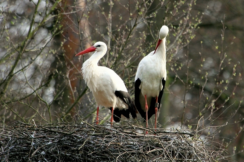Weißstorch Wildpark Alte Fasanerie Klein Auheim 2014