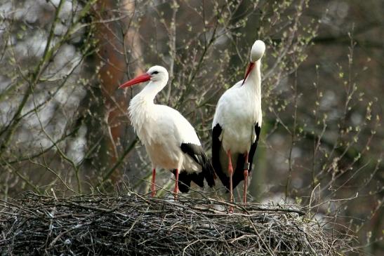 Weißstorch Wildpark Alte Fasanerie Klein Auheim 2014