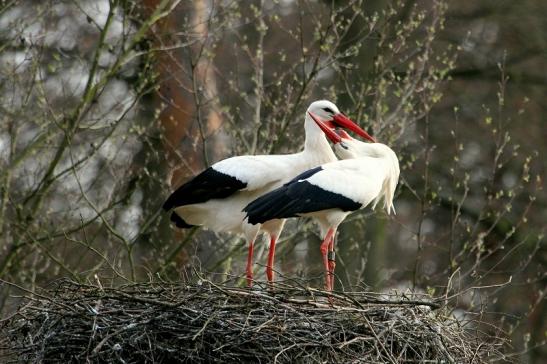 Weißstorch Wildpark Alte Fasanerie Klein Auheim 2014