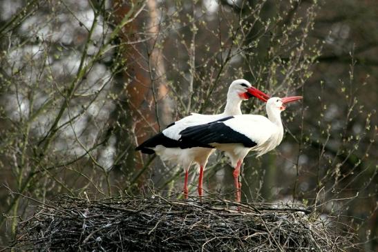 Weißstorch Wildpark Alte Fasanerie Klein Auheim 2014