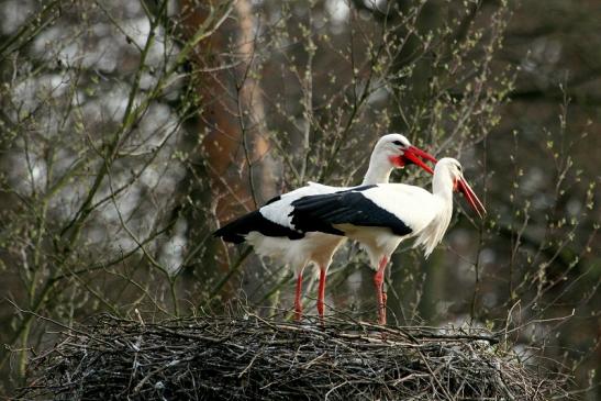 Weißstorch Wildpark Alte Fasanerie Klein Auheim 2014