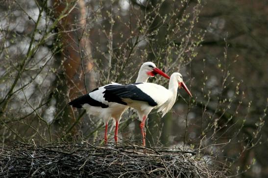 Weißstorch Wildpark Alte Fasanerie Klein Auheim 2014