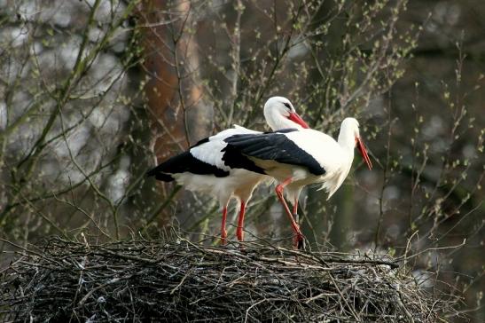 Weißstorch Wildpark Alte Fasanerie Klein Auheim 2014