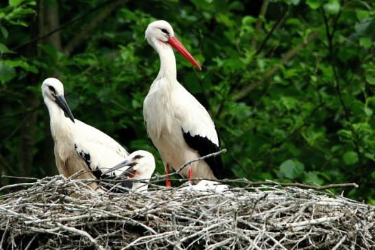 Weißstorch mit Jungtieren Wildpark Alte Fasanerie Klein Auheim 2015