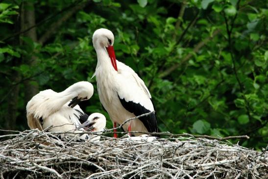 Weißstorch mit Jungtieren Wildpark Alte Fasanerie Klein Auheim 2015