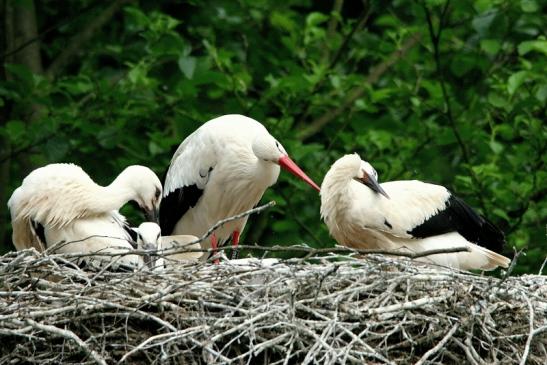 Weißstorch mit Jungtieren Wildpark Alte Fasanerie Klein Auheim 2015